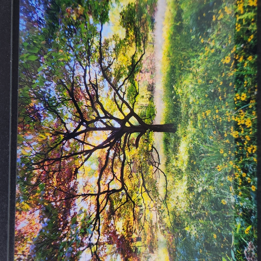 Original Art Photograph by Butterfly Rising Designs - Picture 2 of 6